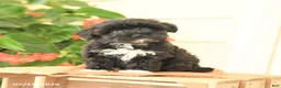 Morkie dogs for sale: Handsome - Ad 1
