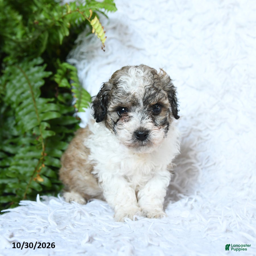Toy Poodle dogs for sale: Brielle - Ad 1