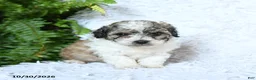 Toy Poodle dogs for sale: Brielle - Ad 1