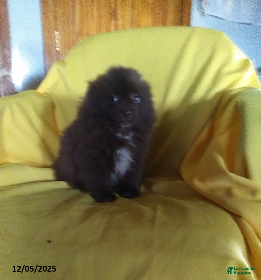 Pomeranian dogs Tommy - Ad 30