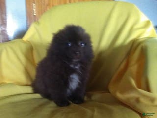 Pomeranian dogs Tommy - Ad 13