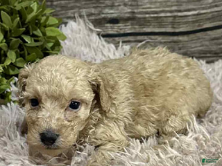 Toy Poodle dogs - Ad 14