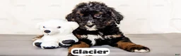 Bernedoodle dogs for sale: Glacier - Ad 12