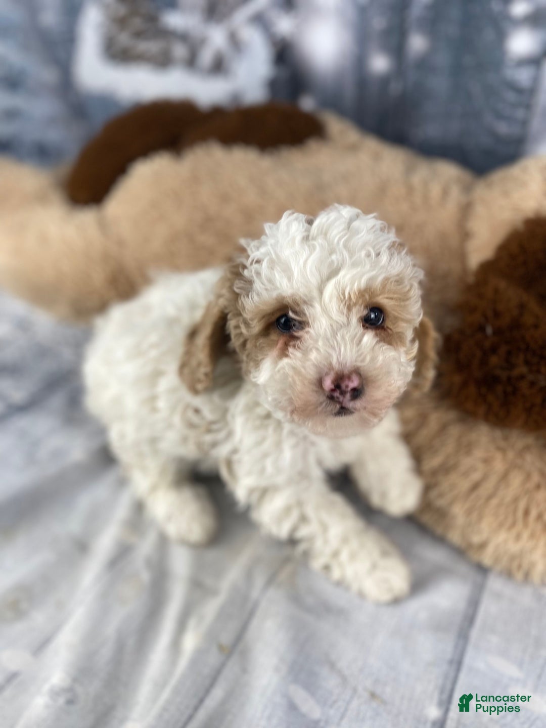 Cavapoo dogs for sale: Bear - Ad 4
