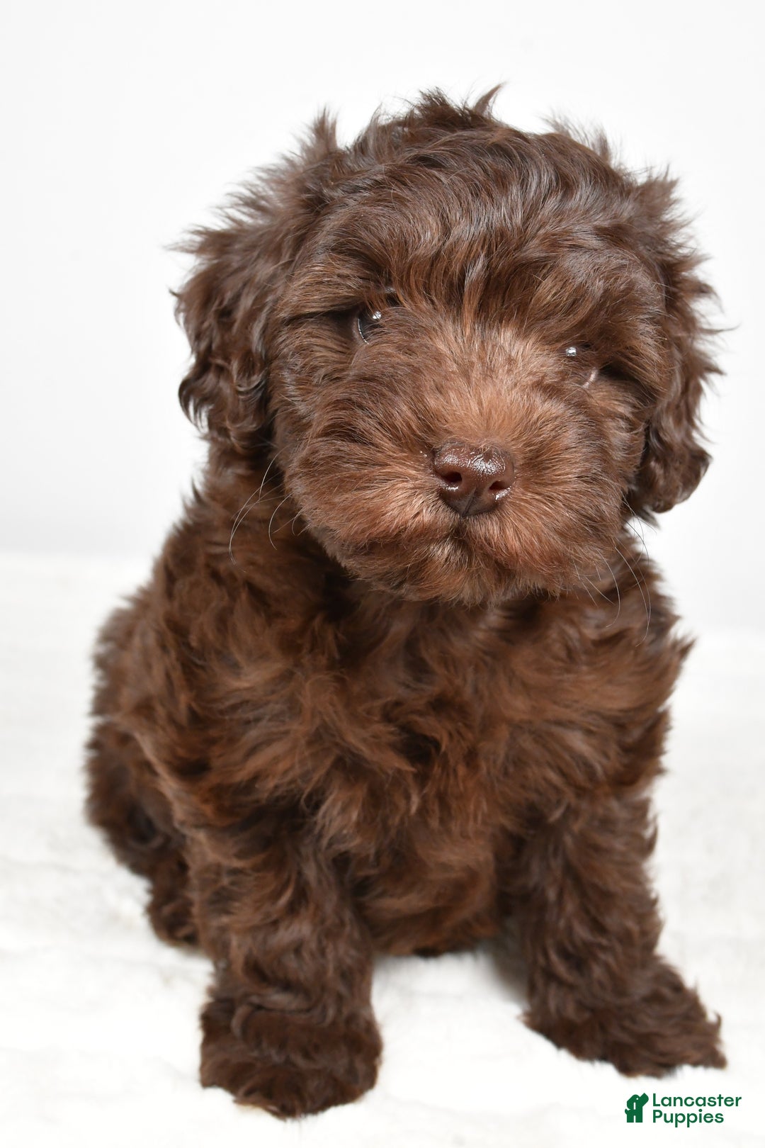 Mixed Breed dogs for sale: Holly - Ad 1