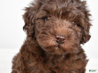 Mixed Breed dogs Holly - Ad 7