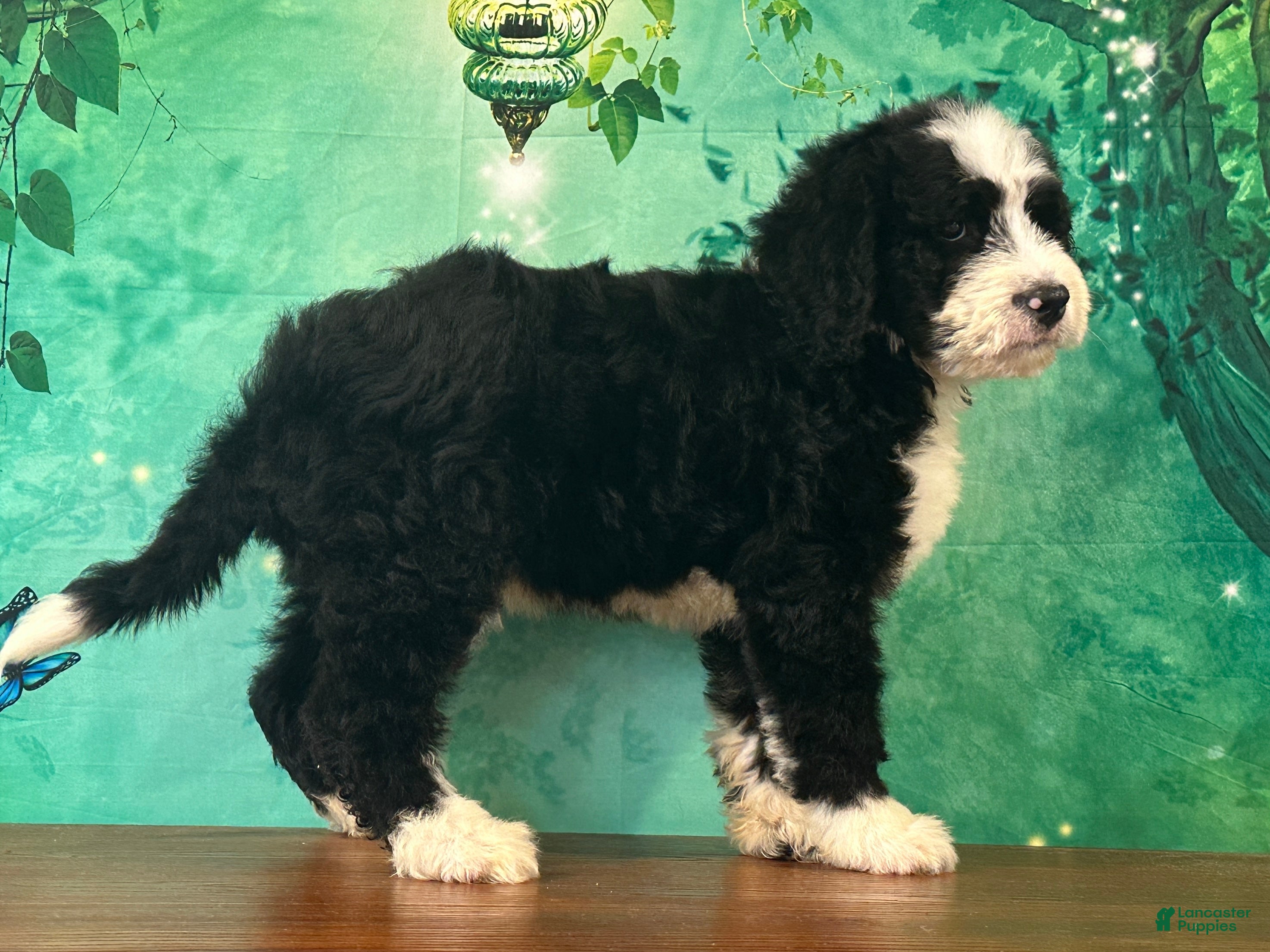 Bernedoodle dogs Billy - Ad 1
