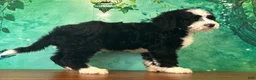 Bernedoodle dogs for sale: Billy - Ad 1