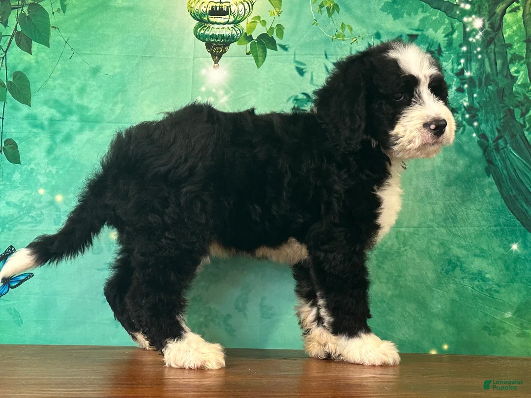 Bernedoodle dogs for sale: Billy - Ad 1