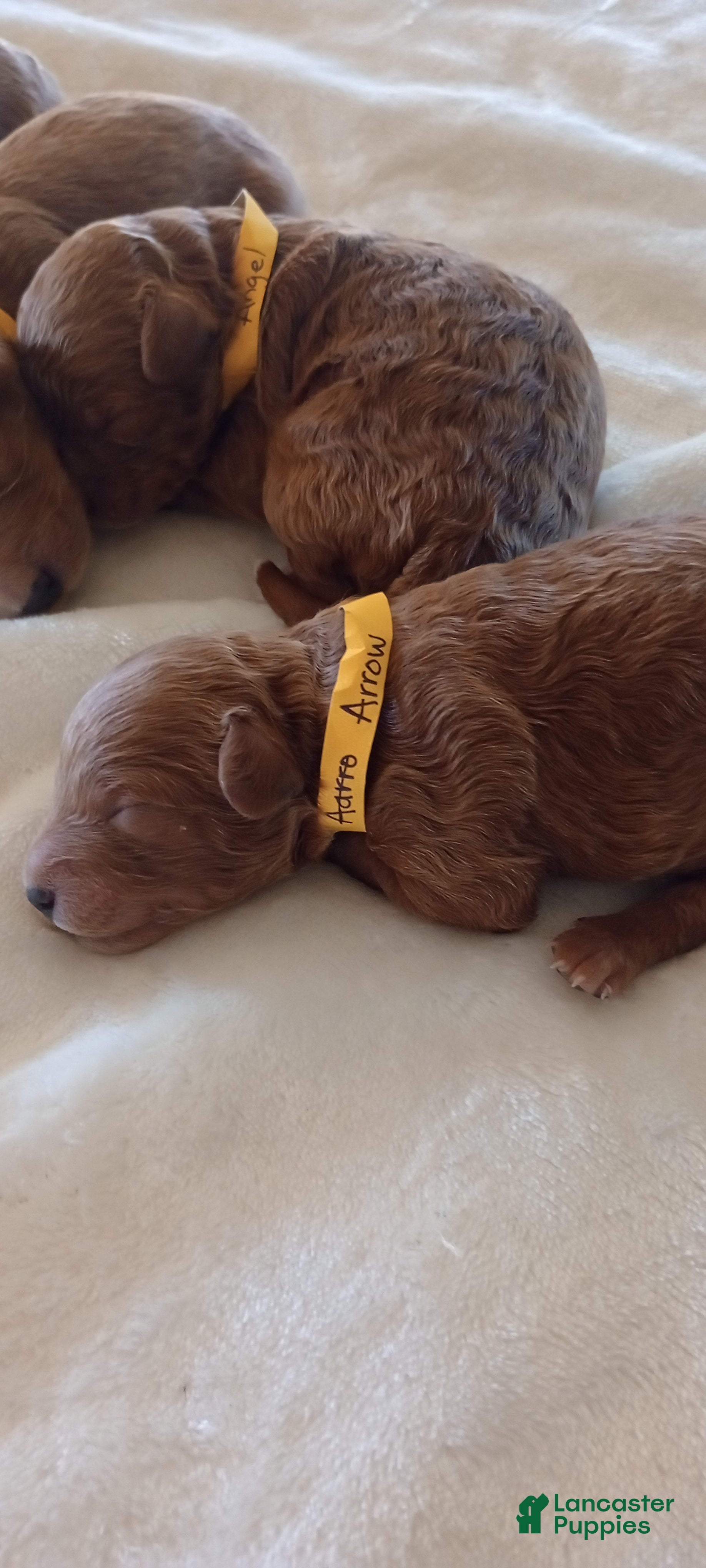 Mini Goldendoodle dogs for sale: Mr. Arrow - Ad 8