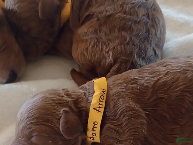 Mini Goldendoodle dogs for sale: Mr. Arrow - Ad 8