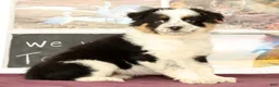 Mixed Breed dogs for sale: Trisha - Ad 5