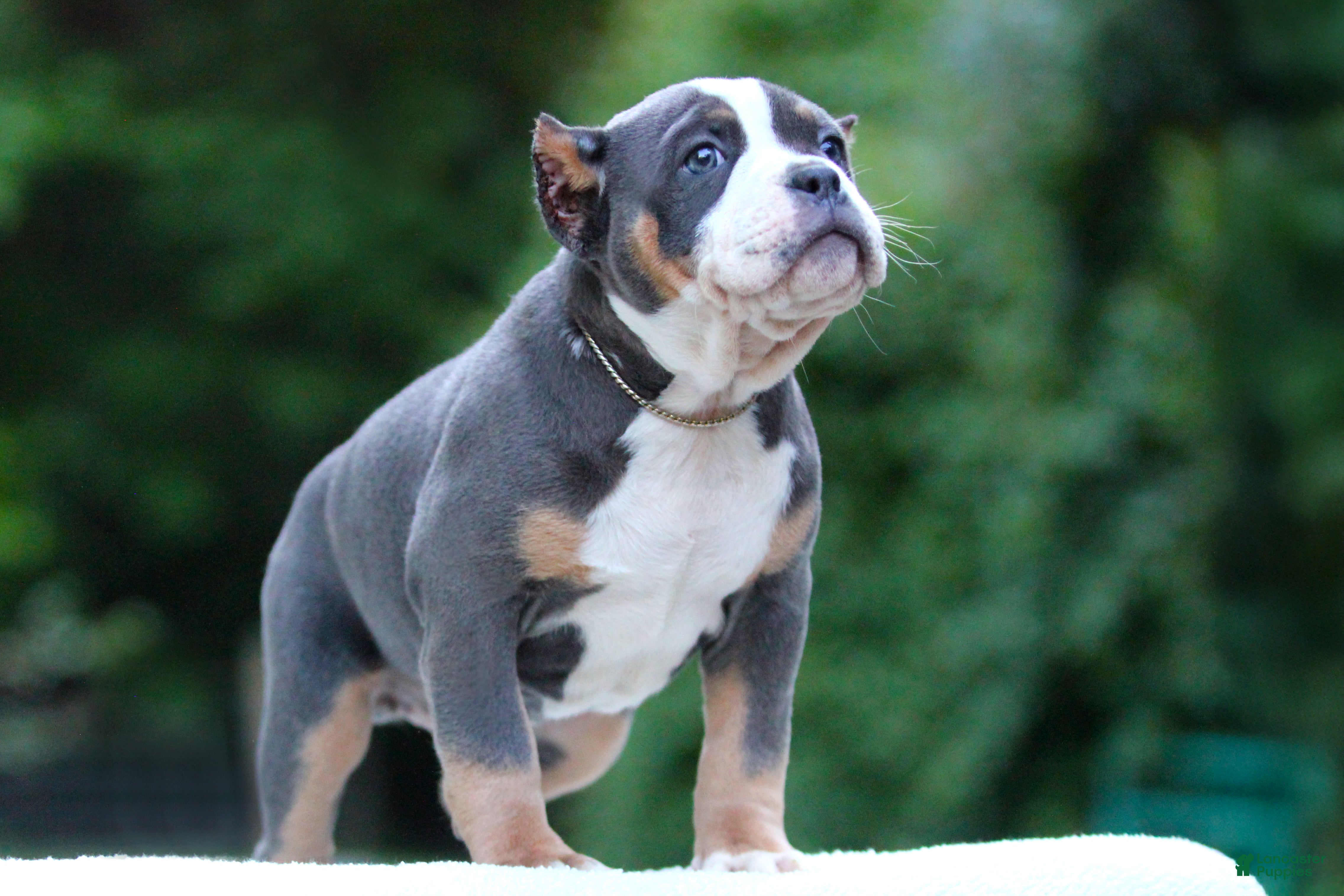 American Bully dogs Blue Tri Female - Ad 2