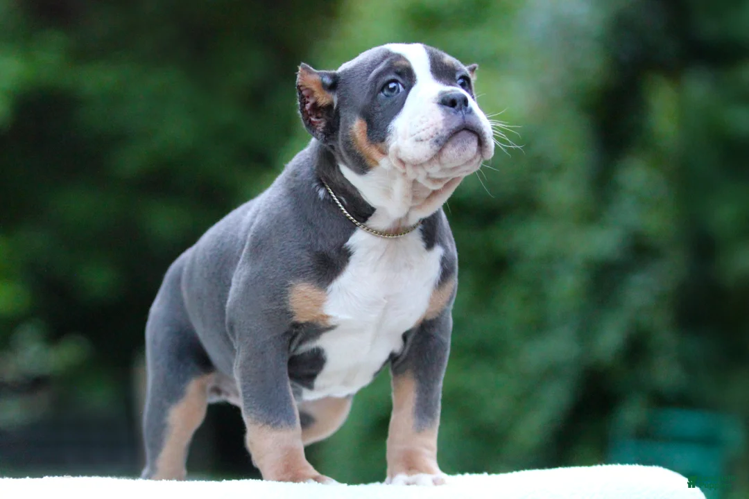 American Bully dogs for sale: Blue Tri Female - Ad 2