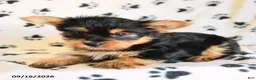 Yorkshire Terrier dogs for sale: Jackpot - Ad 5