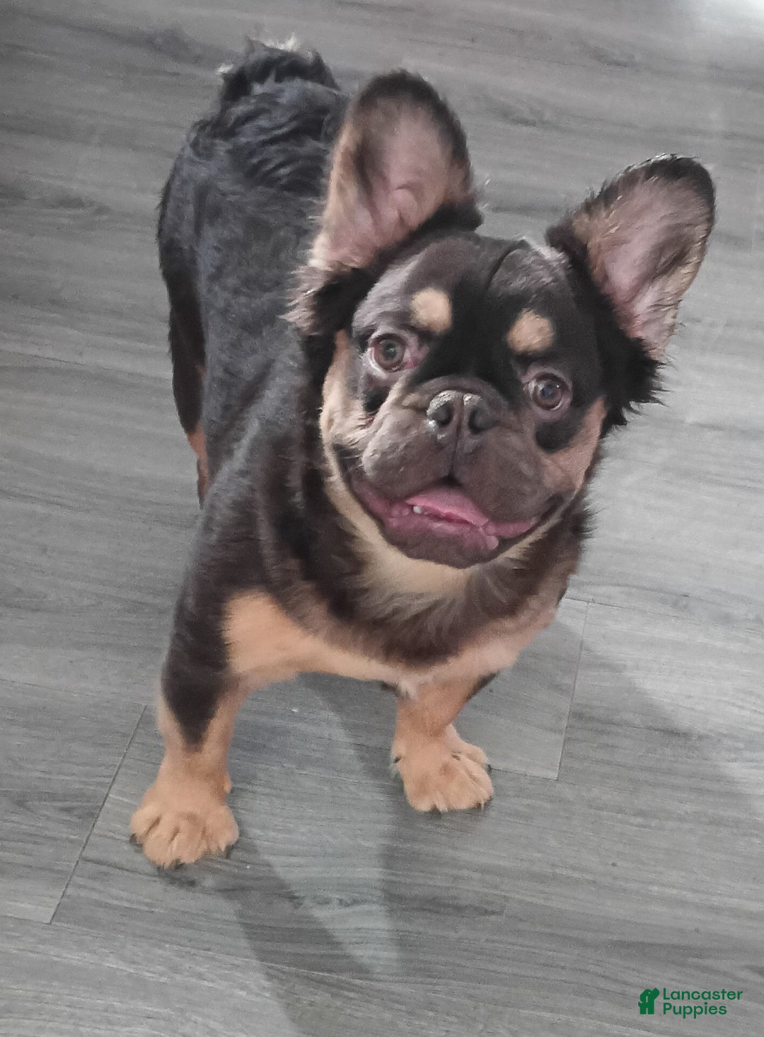 French Bulldog dogs for sale: Rootbeer - Ad 1