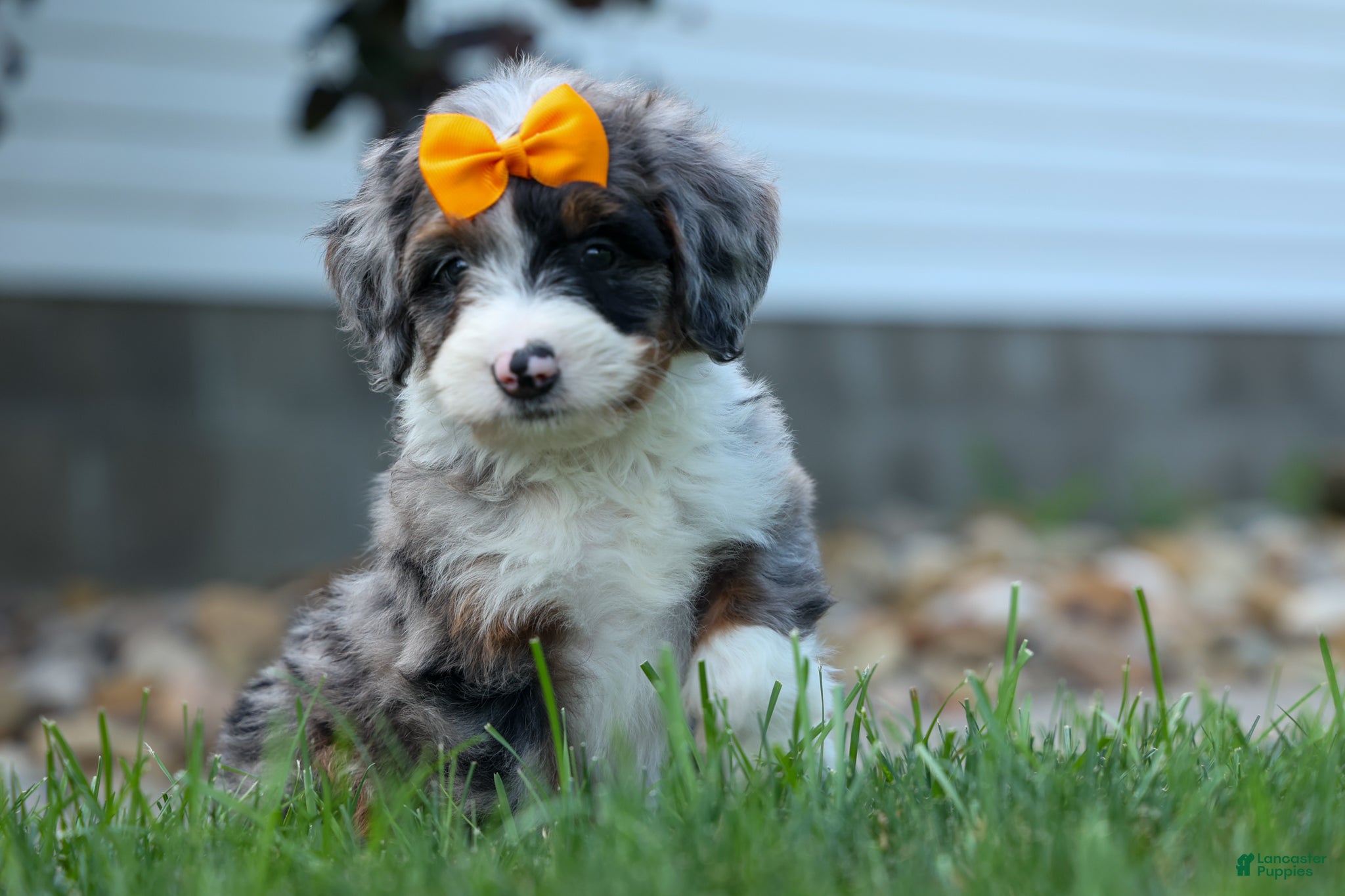 Mini Bernedoodle dogs 🐾 Percy 🐾 - Ad 1