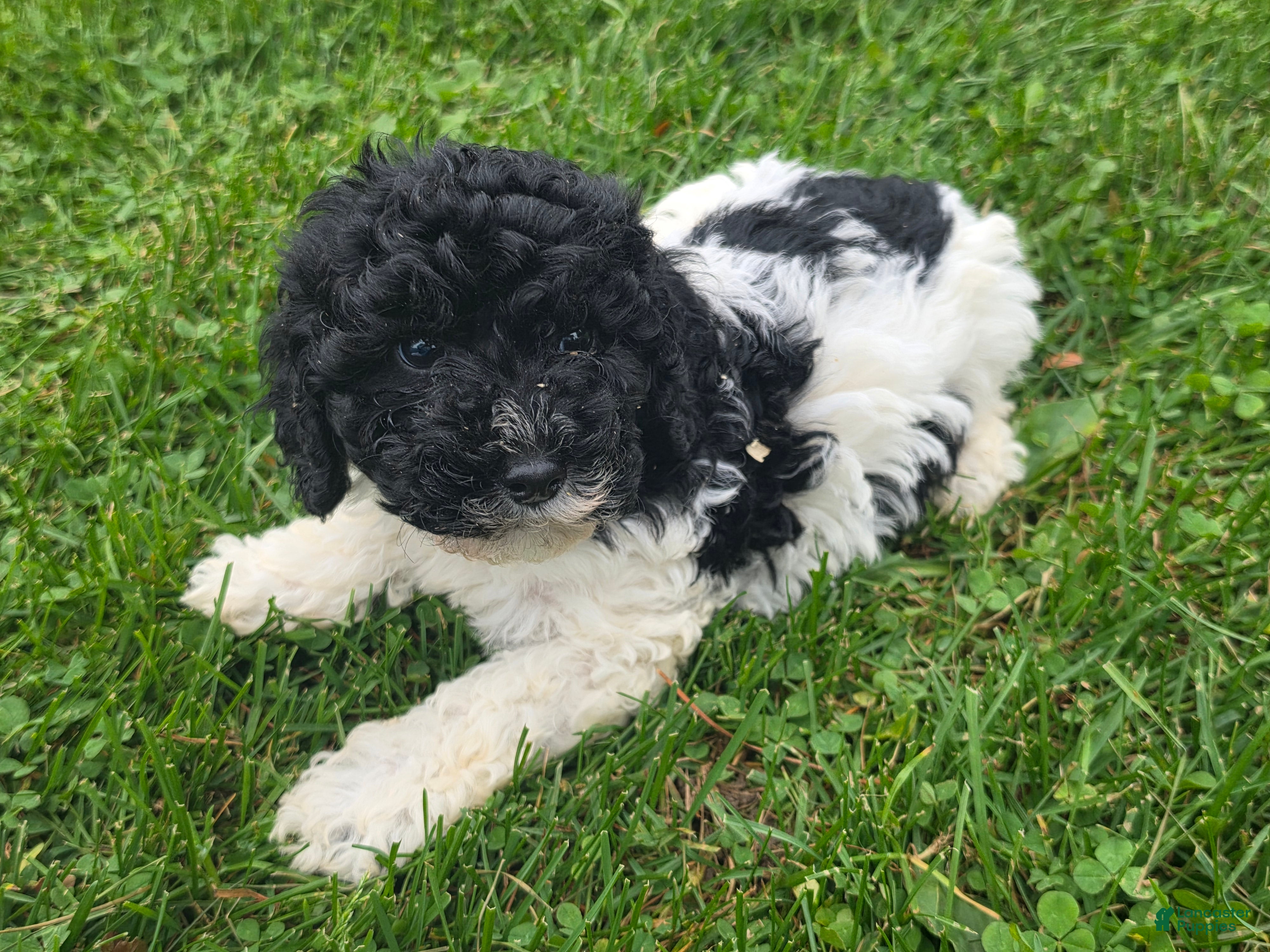 Cockapoo dogs Cockapoo Male 2 - Ad 42