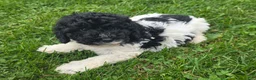 Cockapoo dogs for sale: Cockapoo Male 2 - Ad 1