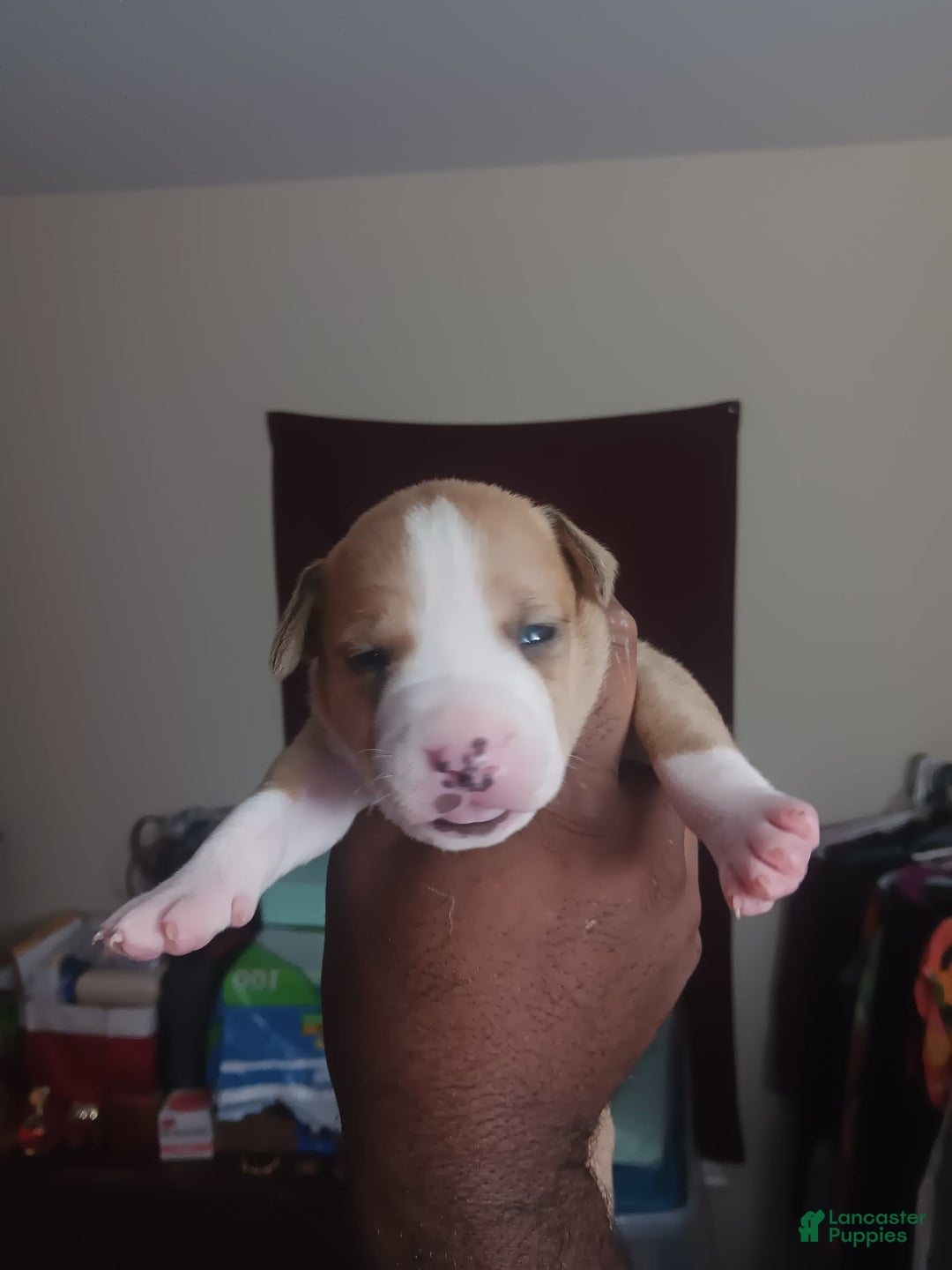 Gallery Image {{count}}