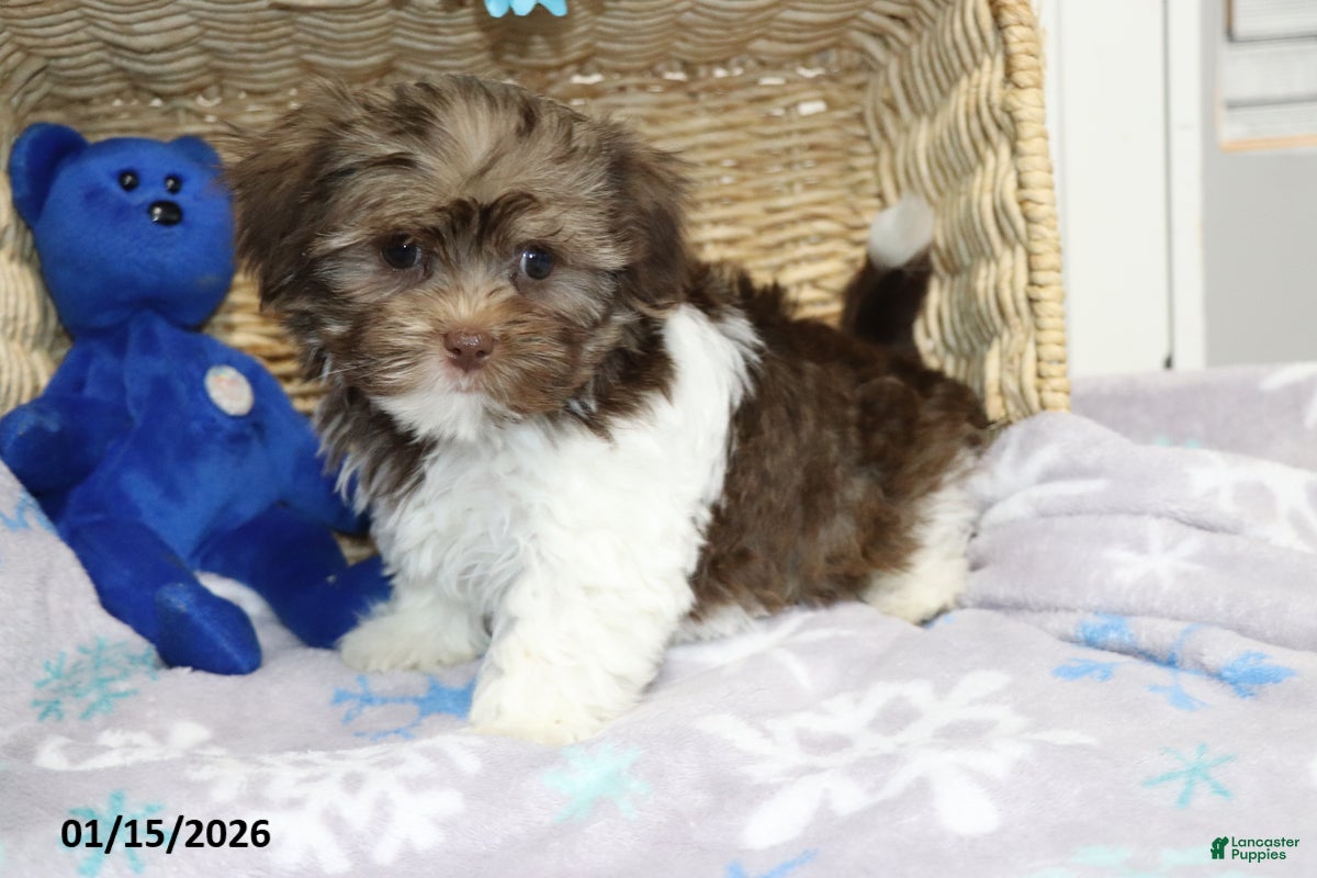 Shorkie dogs Alex - Ad 1