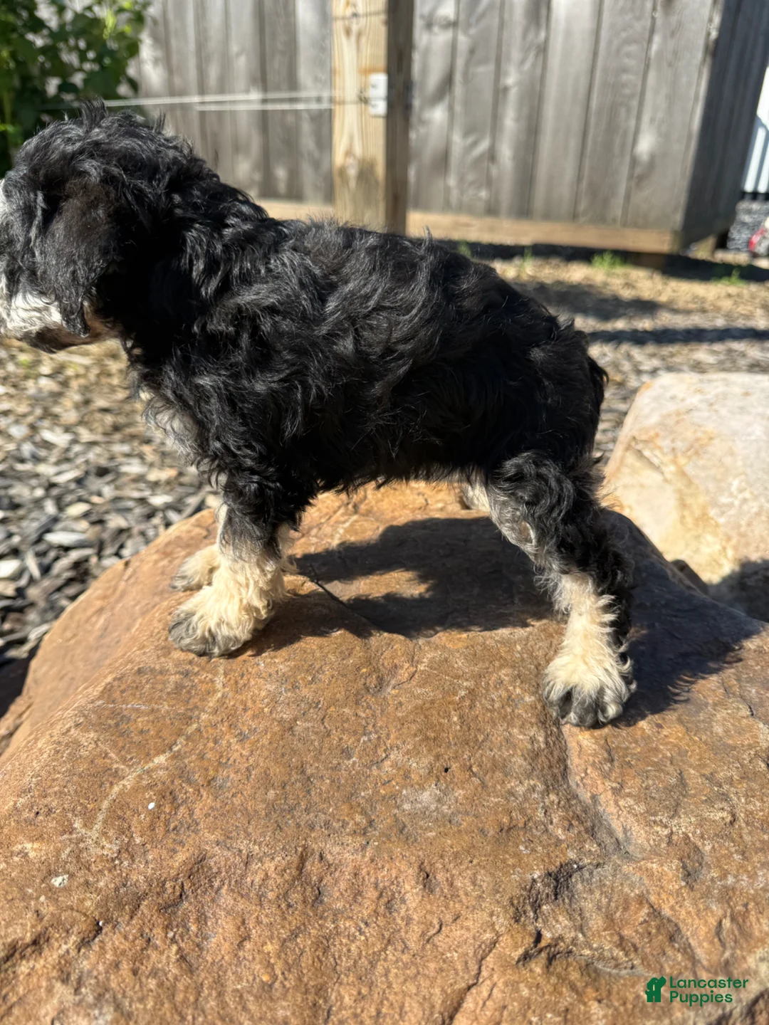 Schnoodle dogs for sale: Sadie - Ad 3