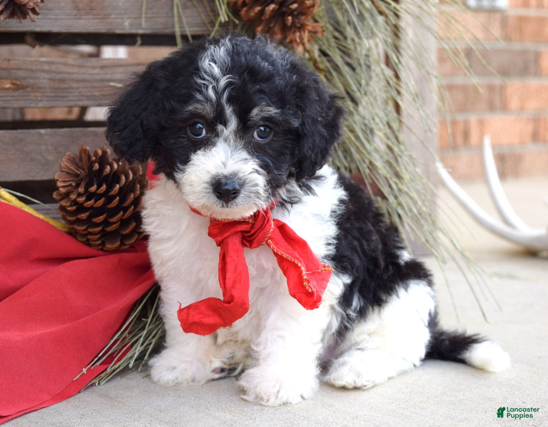 Bichpoo dogs for sale: Baxter - Ad 2