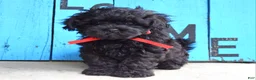 Shihpoo dogs for sale: Scottie - Ad 8