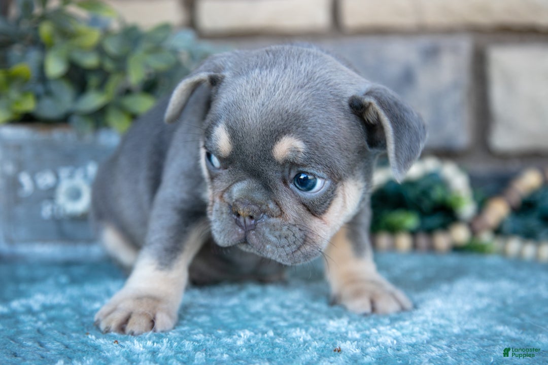 French Bulldog dogs for sale: Zander - Ad 3