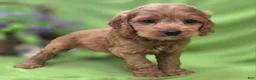 Cockapoo dogs for sale: Versace - Ad 9