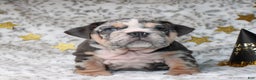 English Bulldog dogs for sale: Trixie - Ad 1