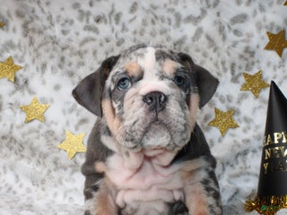 English Bulldog dogs Trixie - Ad 14