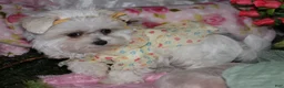 Maltese dogs for sale: Fannie - Ad 5