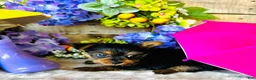 Yorkshire Terrier dogs for sale: GiGi - Ad 8