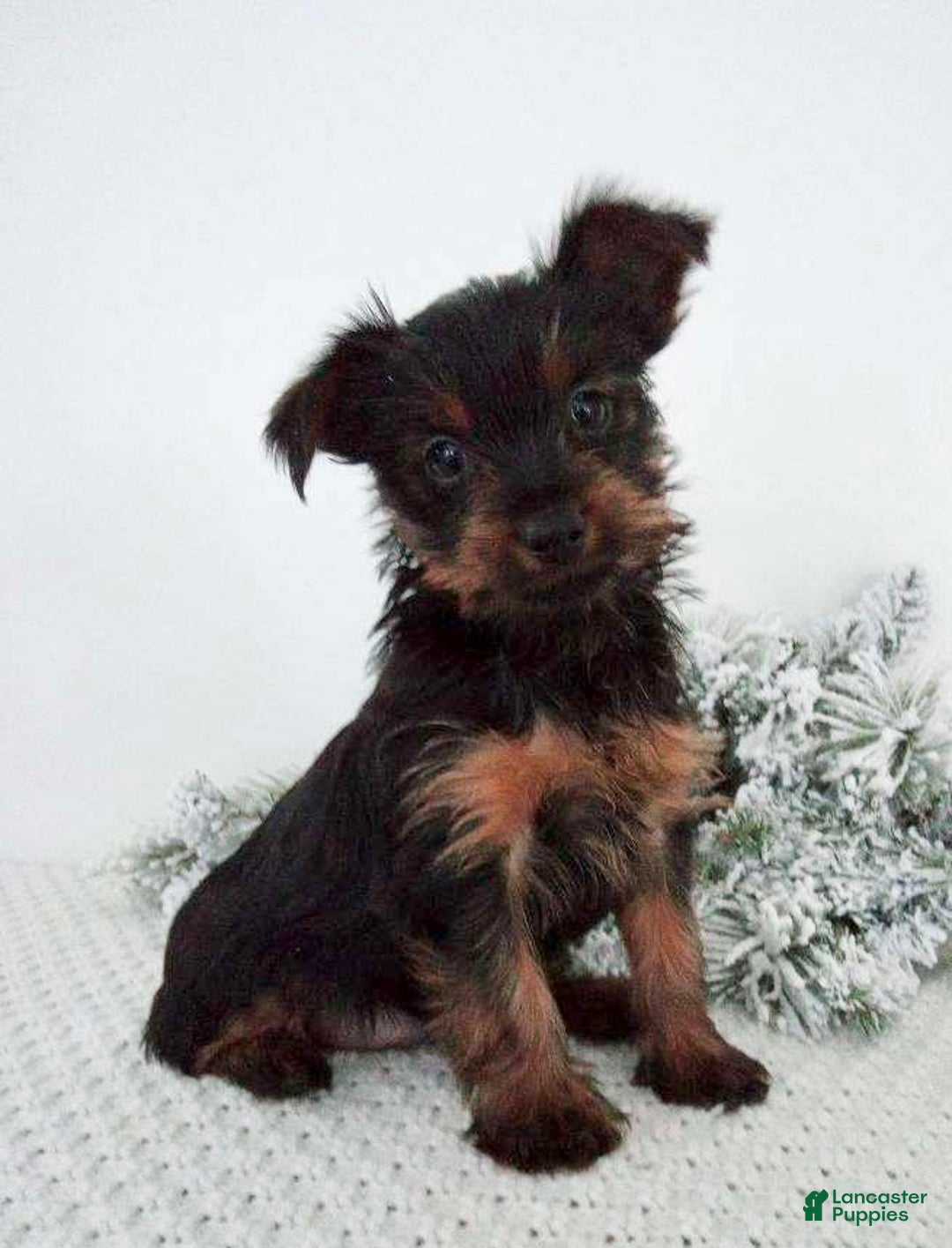 Yorkshire Terrier dogs for sale: Jingle - Ad 2