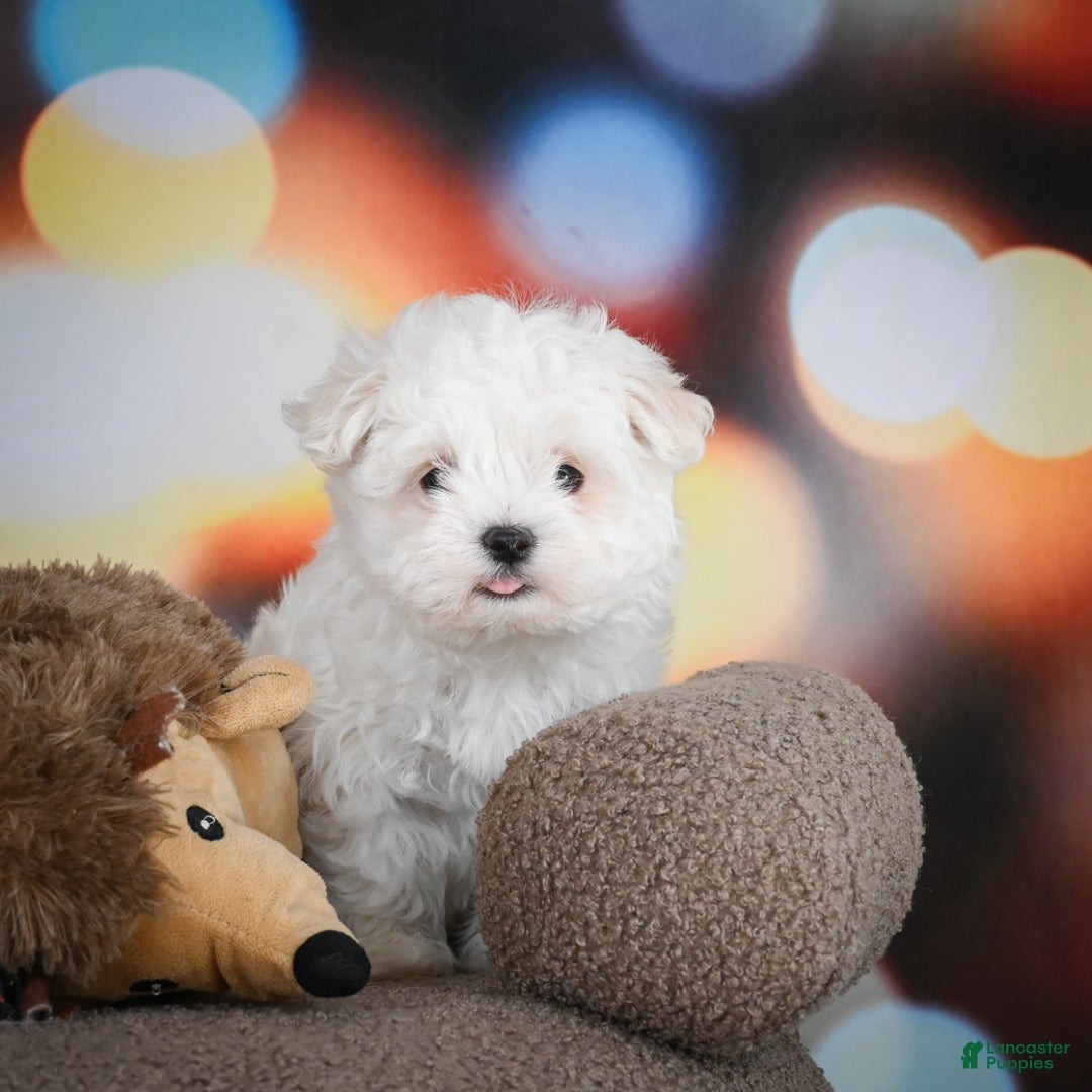 Maltese dogs for sale: Boaz - Ad 6
