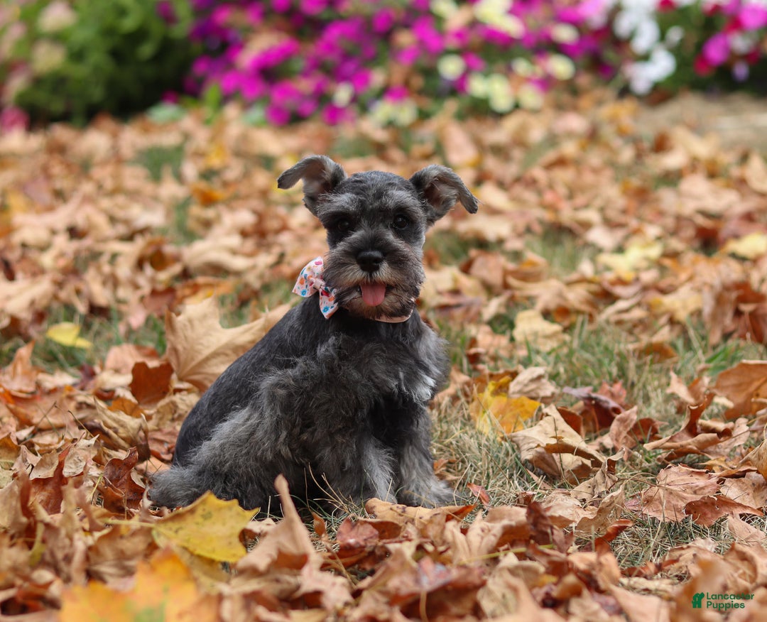 Miniature Schnauzer dogs for sale: Millie - Ad 13