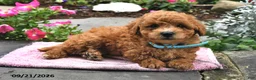 Bichpoo dogs for sale: Toby - Ad 2