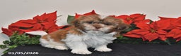 Shih Tzu dogs for sale: Rascal - Ad 3