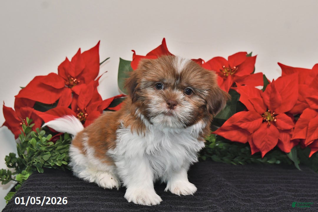 Shih Tzu dogs for sale: Rascal - Ad 3