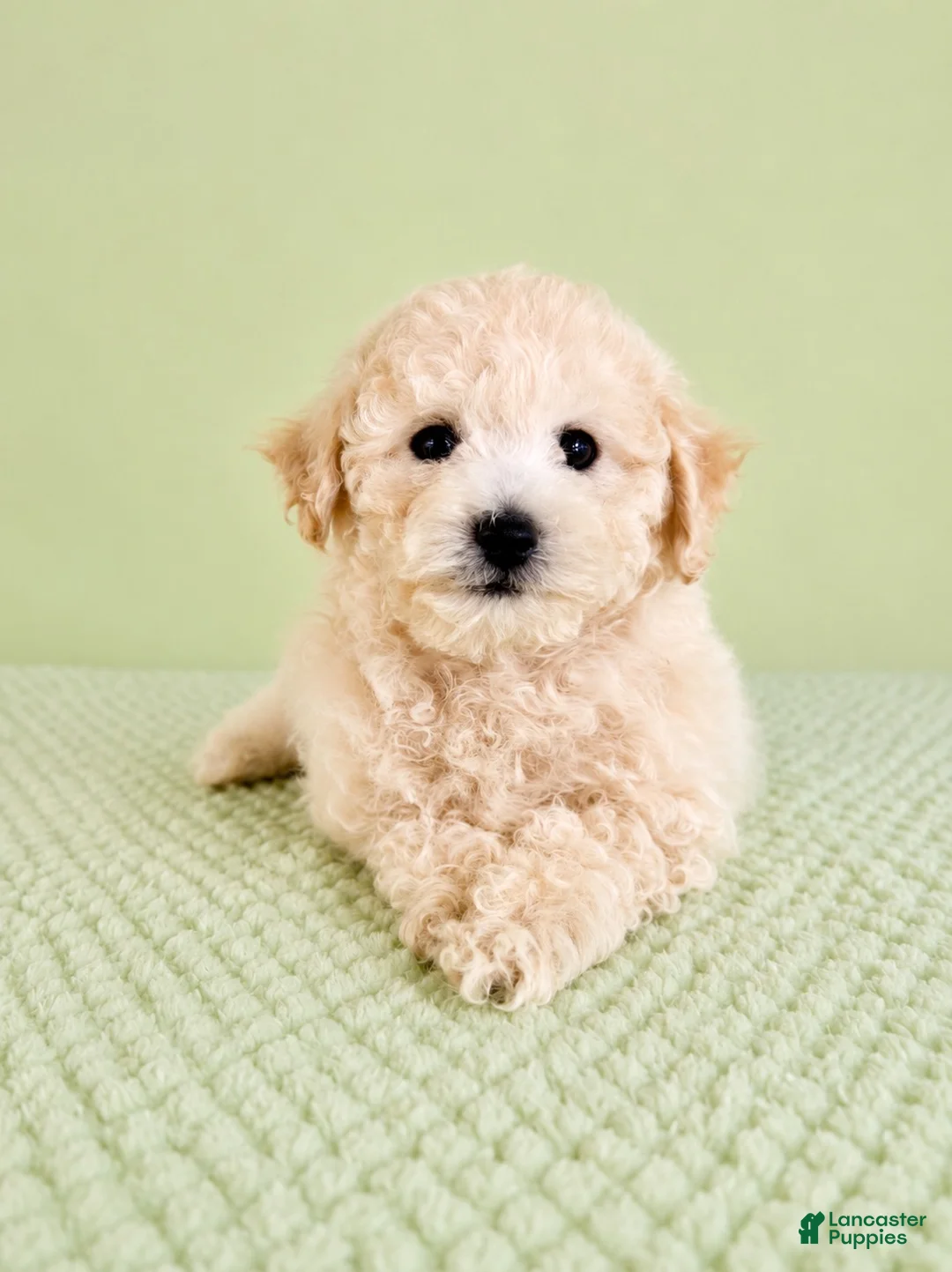 Bichon Frise dogs for sale: Barry - Ad 2
