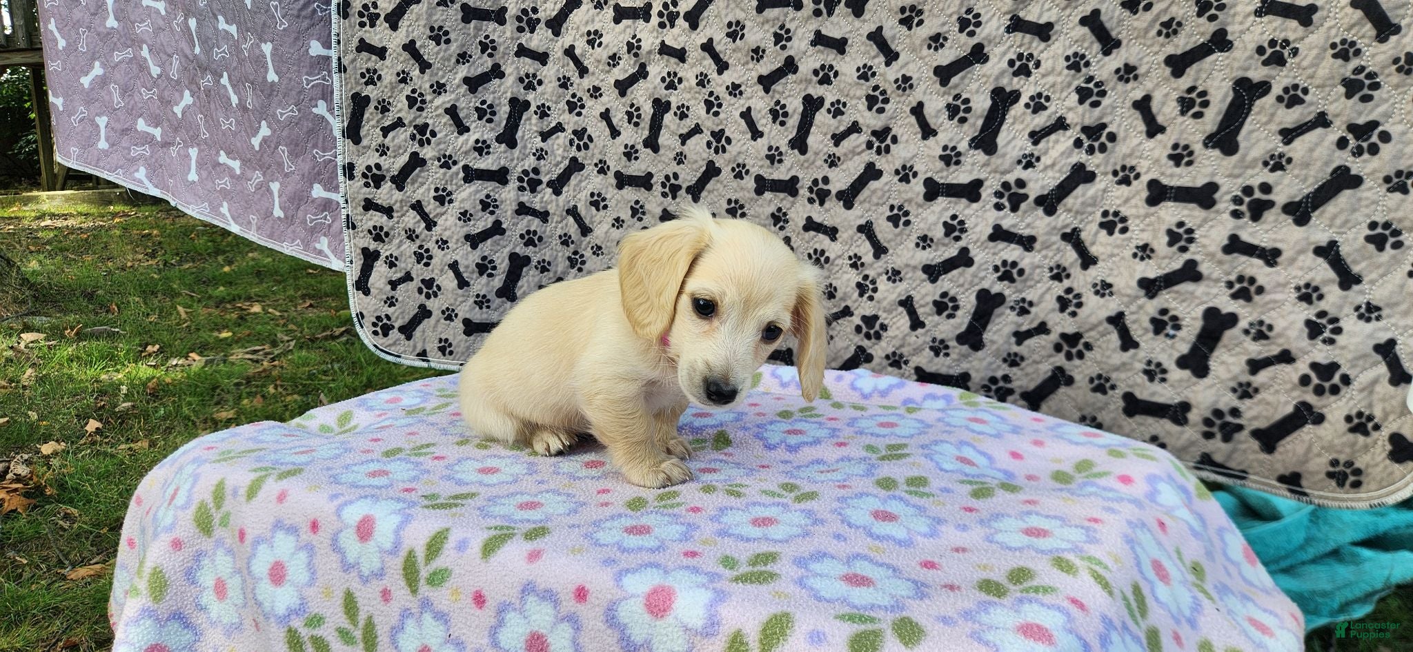 Miniature Dachshund dogs Berry - Ad 2