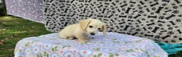 Miniature Dachshund dogs for sale: Berry - Ad 2