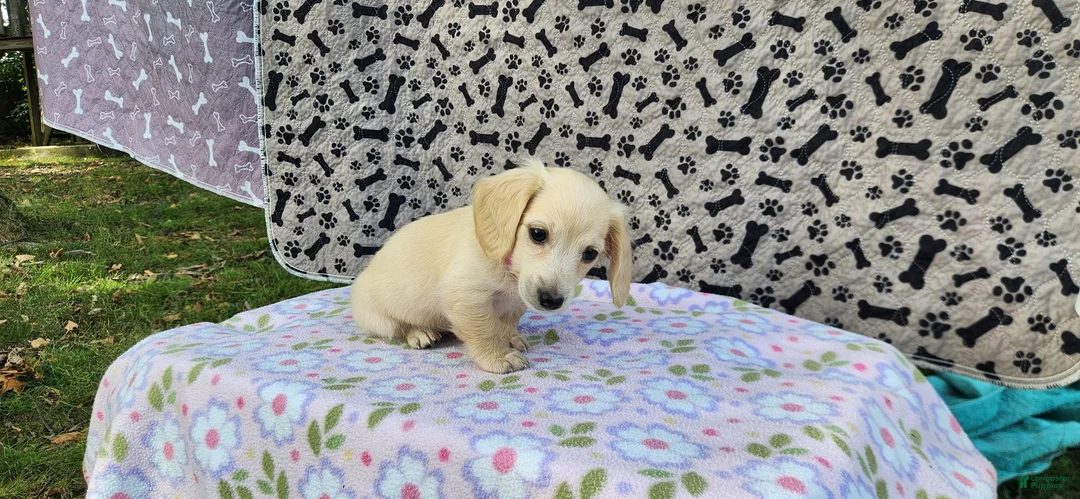 Miniature Dachshund dogs for sale: Berry - Ad 2