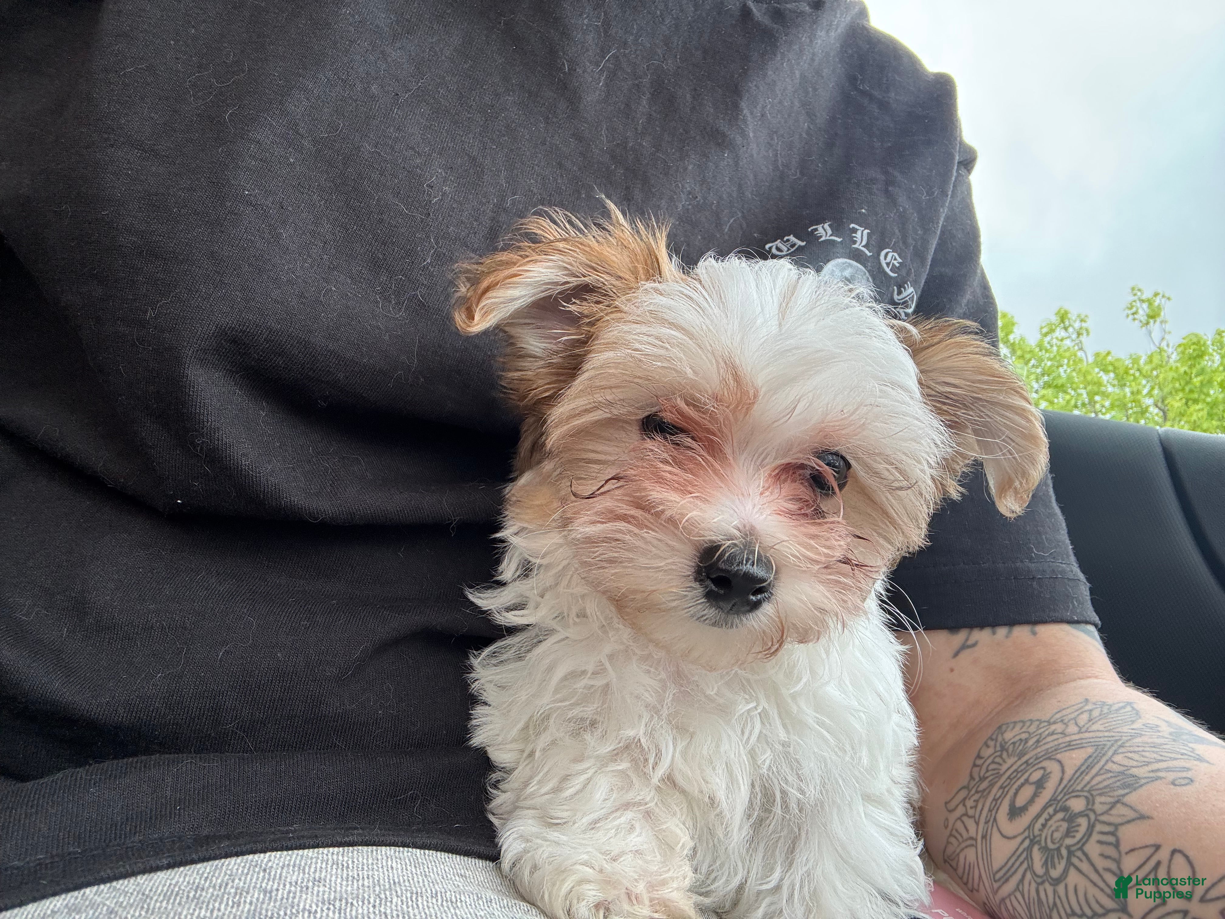 Morkie dogs Morkie Puppy 2 - Ad 34