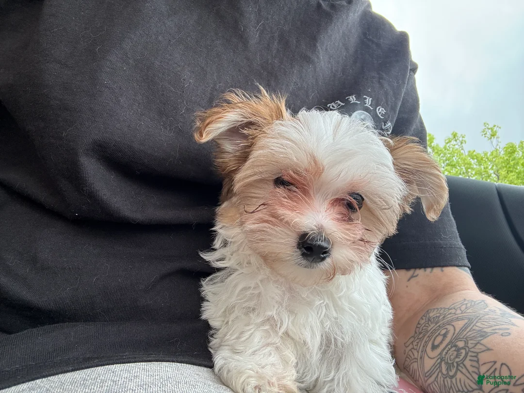 Morkie dogs for sale: Morkie Puppy 2 - Ad 1