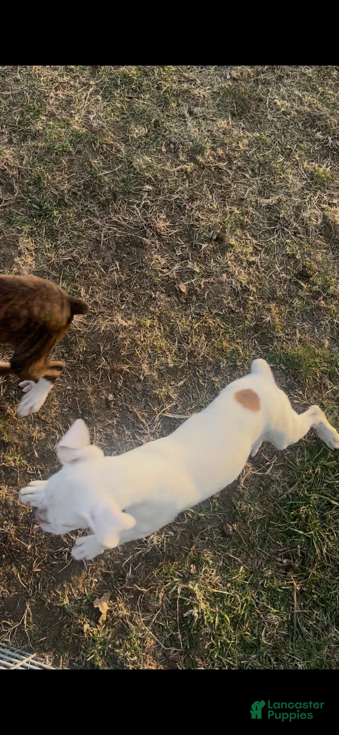 Boxer dogs for sale: Spot - Ad 2