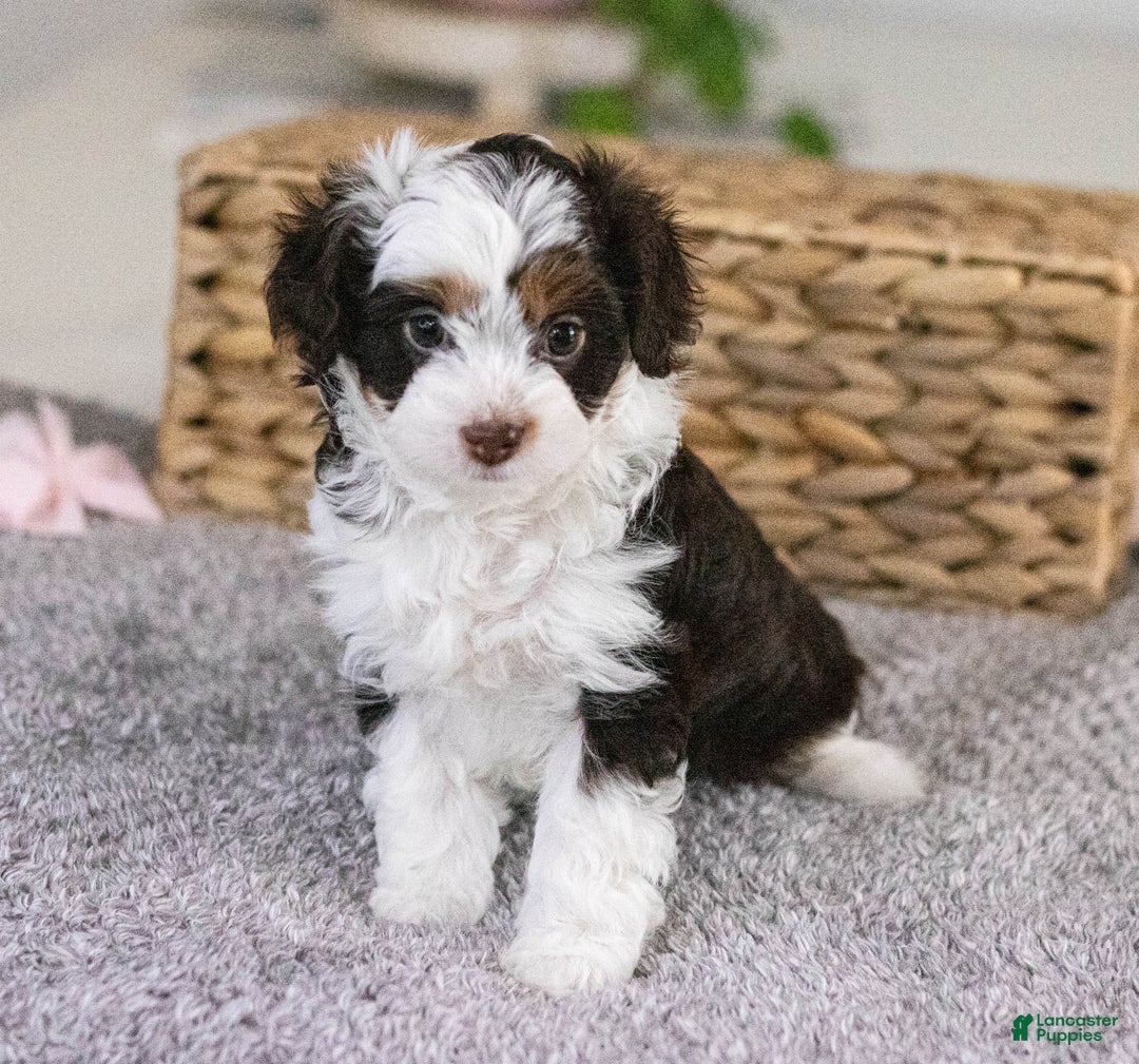 Mini Aussiedoodle dogs for sale: Lucy-petite size - Ad 7