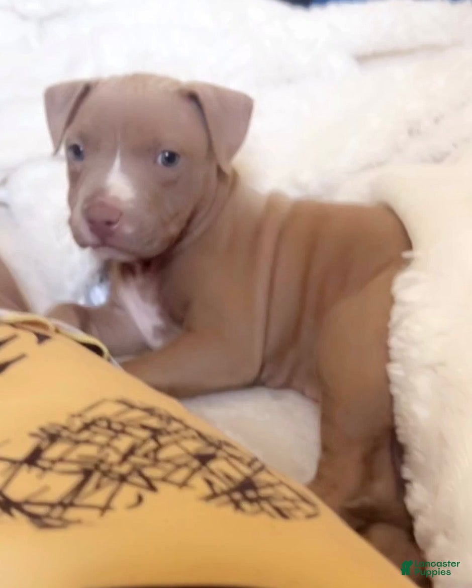 American Pit Bull Terrier dogs Lola - Ad 6