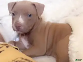 American Pit Bull Terrier dogs Lola - Ad 6